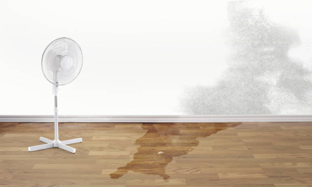Best Professional water damage repair  in Amityville, NY