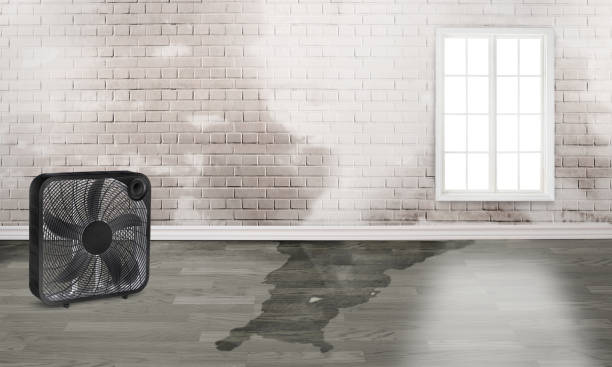 Best Water damage restoration near me  in Amityville, NY