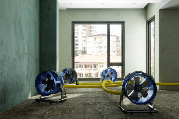 Best Mold removal after water damage  in Amityville, NY